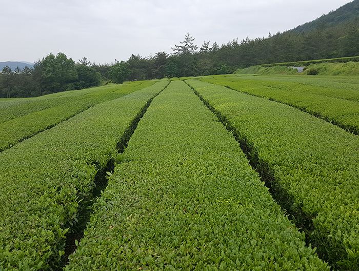 Haenam Tea Garden